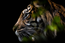 James Foy Sumatran Tiger