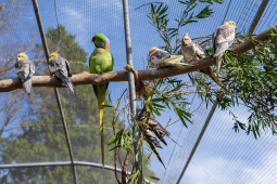 aviary birds
