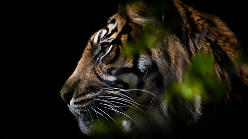 James Foy Sumatran Tiger